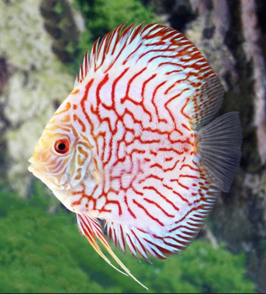 Pigeon Red Stone Discus-MDL 3"