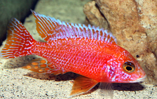Strawberry Pink Peacock Cichlid