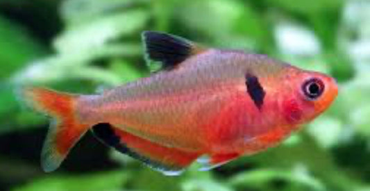 Brilliant Serpae Tetra