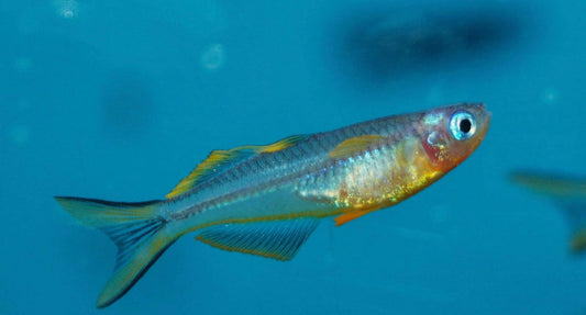 Furcata Forktail Rainbow Fish (Pair)