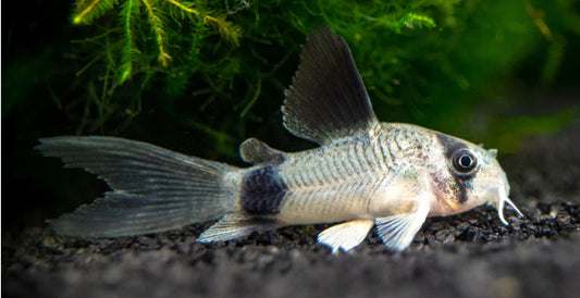 LONGFIN PANDA CORYDORAS