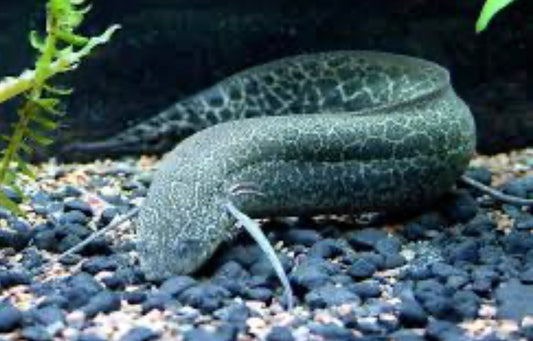 African Lungfish Large