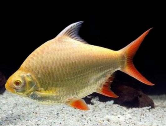 Redtail Gold Tinfoil Barb