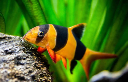 CLOWN LOACH