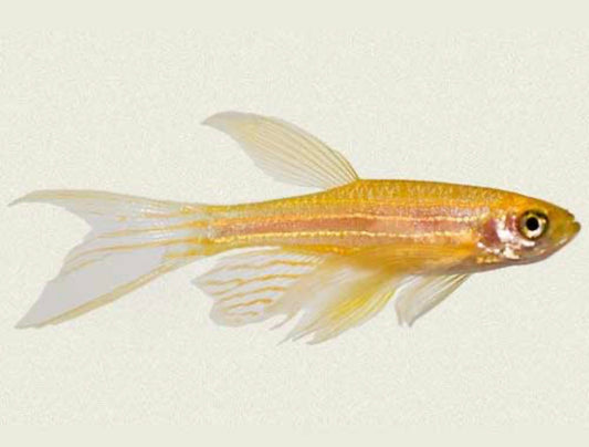 Longfin Gold Zebra Danio