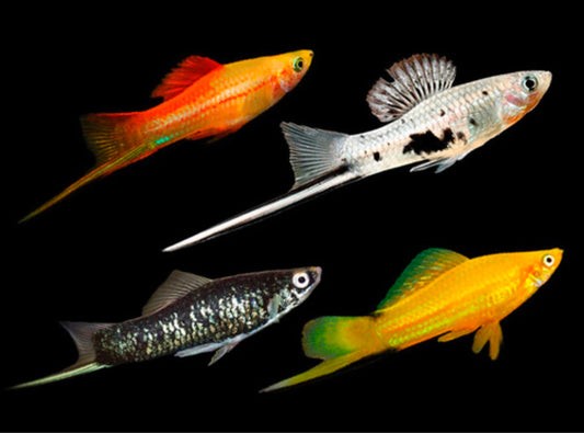 Assorted Swordtail Fish