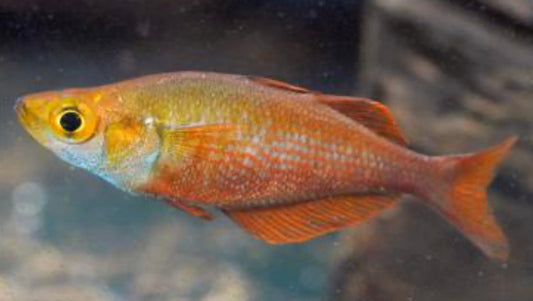 Millennium Rainbow Fish