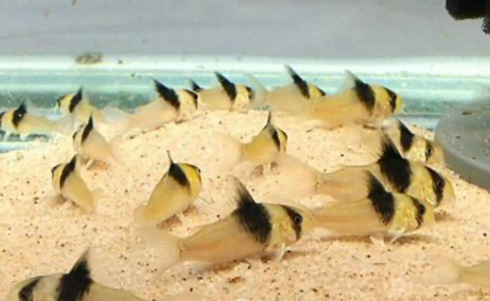 Corydoras CW49