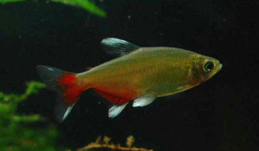 Rathbuni Tetra