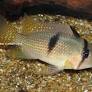 Guianacara owroewefi cichlid