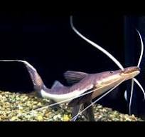 Tabla Barba Slobbering Catfish (Brachyplatystoma Platynemum)4”-6”