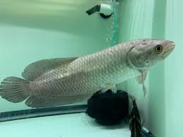 African Arowana (Heterotis niloticus)