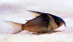 CW045 Colossus Cory (Corydoras colossus)