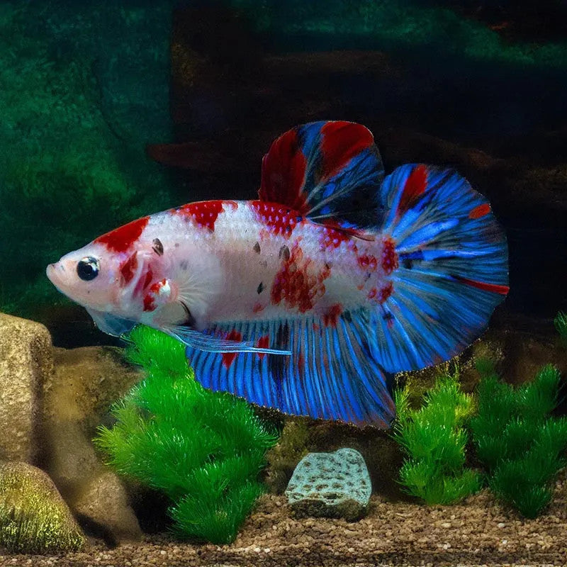 KOI male Betta (Tricolor Roundtail)