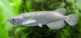 African Arowana (Heterotis niloticus)