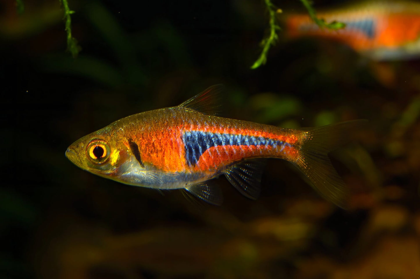 Lambchop Rasbora x 6 (group of 6)