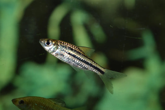 5 Stripe Lineatus Barb x 6 (group of 6)