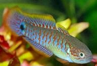 Peacock Gudgeon (Tateurndina ocellicauda)