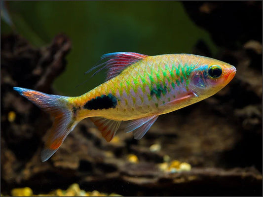 Green Maskara Barb