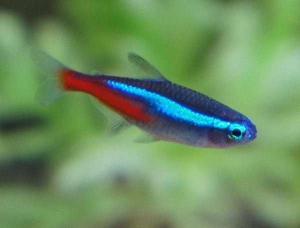 Neon Tetra GT x 6 (group of 6)