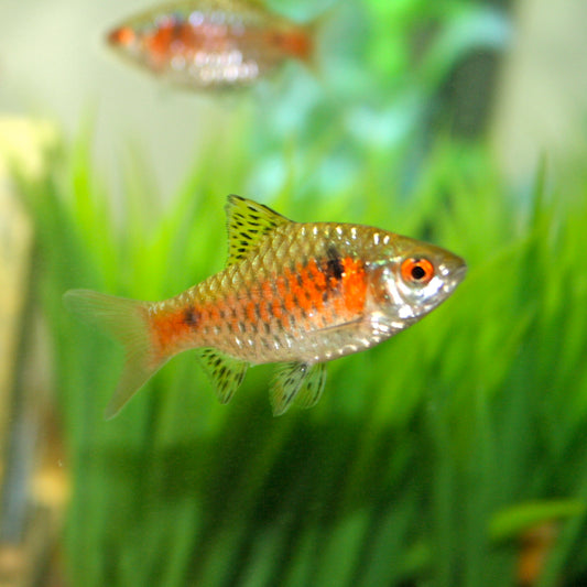 Odessa Barb x 6 (group of 6)