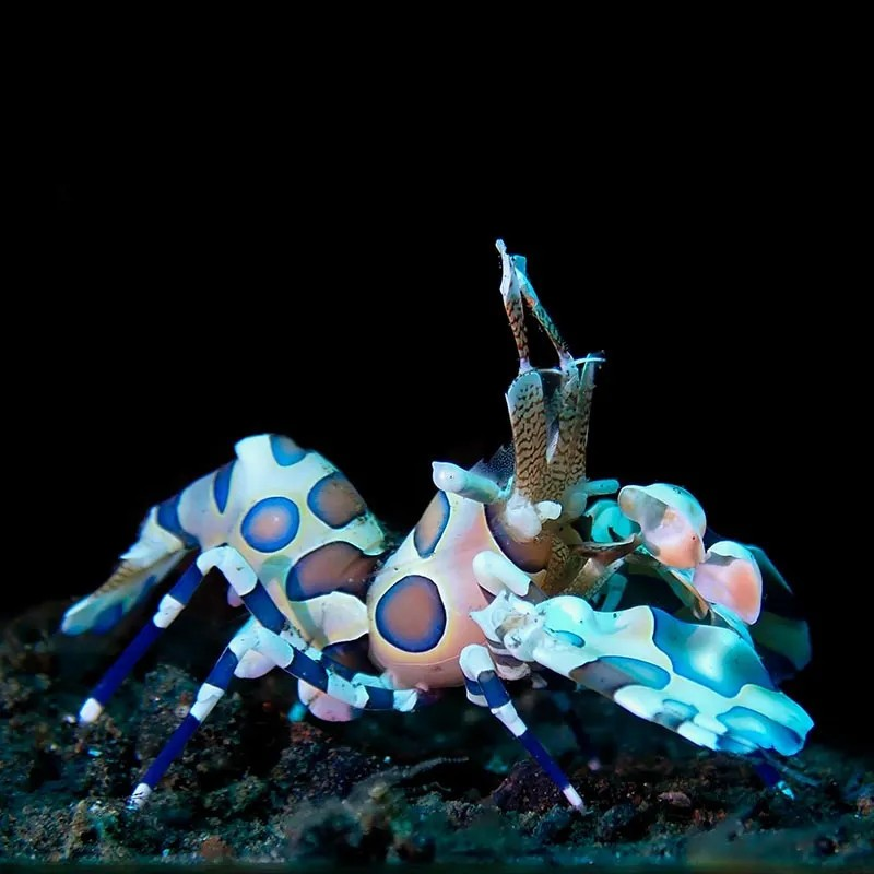 Harlequin Shrimp (Africa) HYMENOCERA ELEGANS