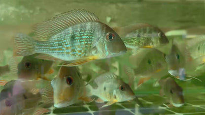 Geophagus Caquetae