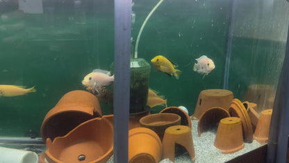 ASSORTED MBUNA CICHLID PACKS – ROCK-DWELLING MBUNA CICHLID