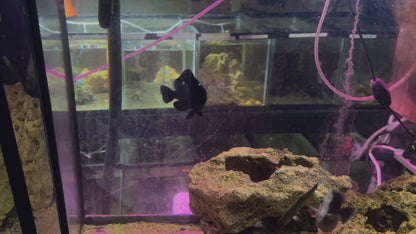 Three Spot Domino Damselfish Large 2.5"+