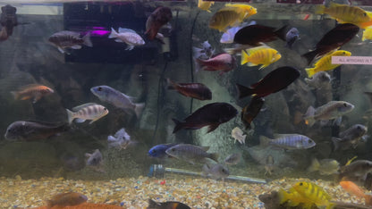 ASSORTED MBUNA CICHLID PACKS – ROCK-DWELLING MBUNA CICHLID