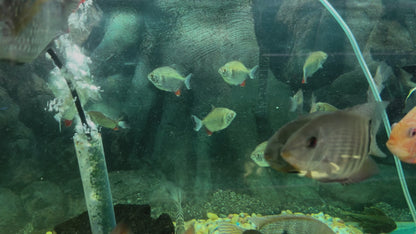 Red and Black Sailfin Pacu (Tometes siderocarajensis) 3"