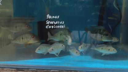 American Cichlid Geophagus Winemilleri