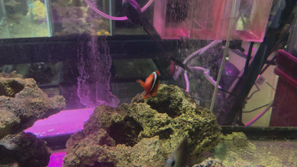 Tomato Clownfish 2.5"+