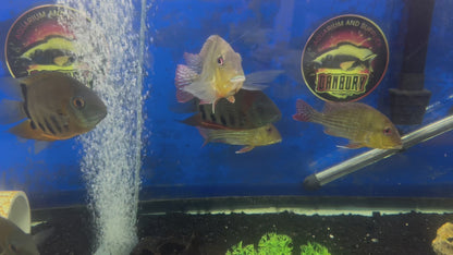 Red Striped Eartheater Cichlid (Geophagus surinamensis)