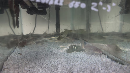 Pictus Catfish (Pimelodus Pictus)