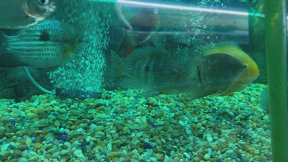 American Cichlid Geophagus Sveni