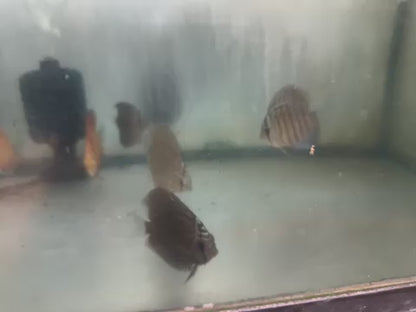 Blue Turquoise Discus 3"