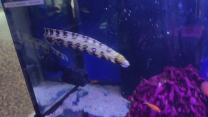 Snowflake Eel 16"-18"+