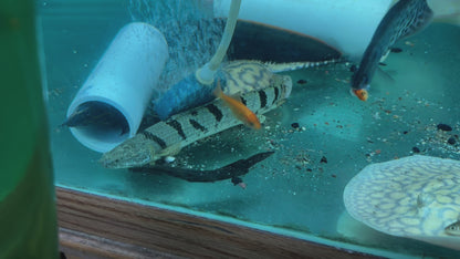 Albino Silver Arowana (Osteoglossum Bicirrhosum)