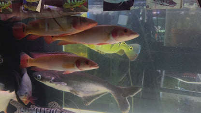 American Cichlid Venezuela Red fire Pike