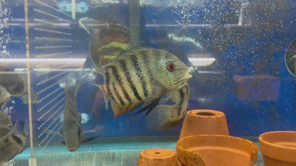 Red Wild Tiger Severum Rio Negro Curare (Heros Severus)