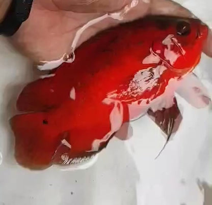 Super Fire Red Oscar (Astronotus ocellatus) 5” —Coming soon—