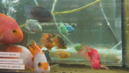 Assorted Color Parrot Fish