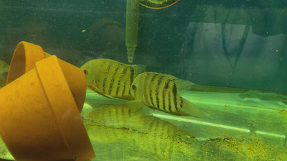 Red Wild Tiger Severum Rio Negro Curare (Heros Severus)