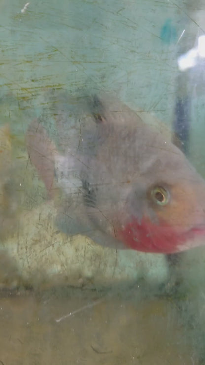 Black Belt Cichlid (Vieja Maculicauda)