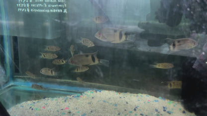 Panda Uaru Cichlid (Uaru Fernandezyepezi)