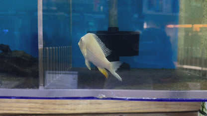 American Cichlid Albino Geophagus Heckelii