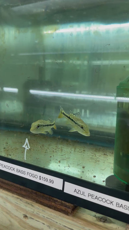 Fogo Peacock Bass (Cichla Marinae) 3"-4" (RARE)