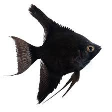 Black Angelfish