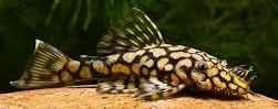 L519 Pleco Ancistrus “sp. Rio Itenez”